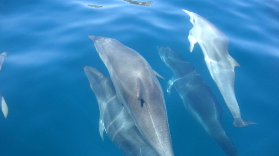 Lisbon: Arrábida Natural Park Dolphin Watching Boat Tour - What the $58 price really gets you
