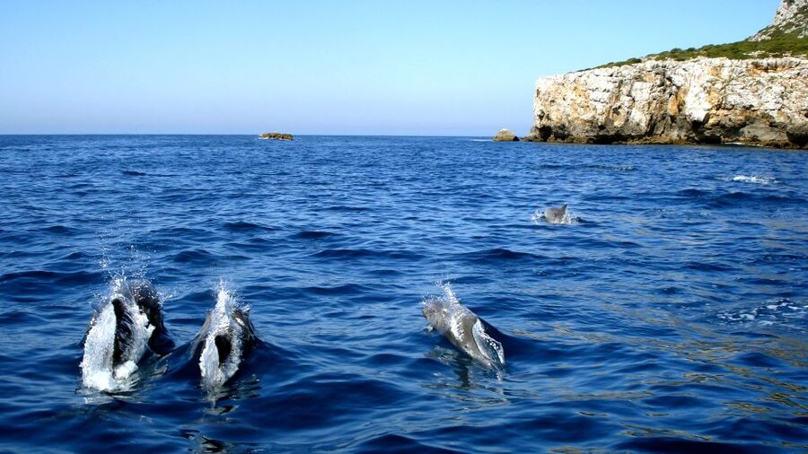 Lisbon: Arrábida Natural Park Dolphin Watching Boat Tour - From Lisbon to Sesimbra: choosing your start