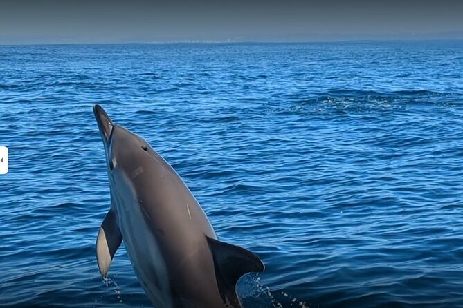 Lisbon Dolphin Watching Ocean Safari - From Doca Alcântara into the Atlantic