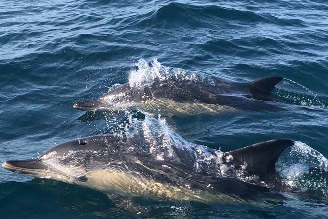 Lisbon Dolphin Watching Ocean Safari - A fast ride with real exposure to the sea