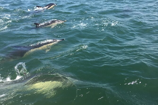Lisbon Dolphin Watching Ocean Safari - Who will enjoy this most