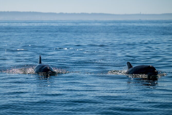 Lisbon Dolphin Watching Ocean Safari - Booking timing, cancellation, and practical planning