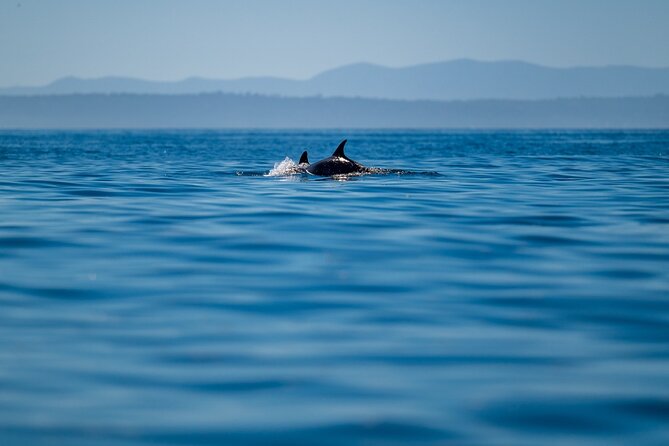 Lisbon Dolphin Watching Ocean Safari - Is the Lisbon dolphin safari worth booking?