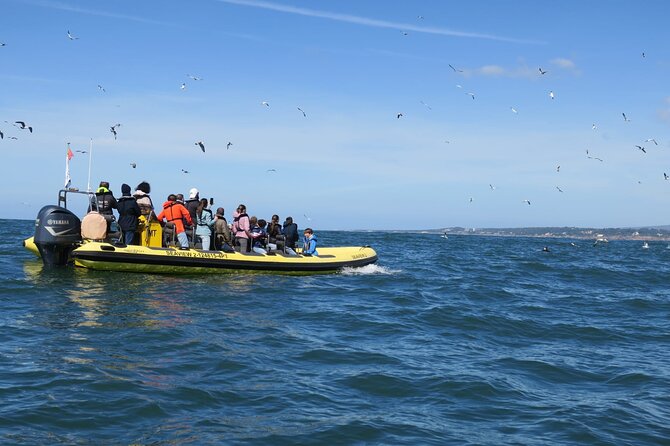 Lisbon Dolphin Watching Ocean Safari - How the dolphin search works