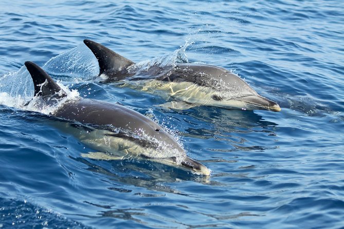Lisbon: Dolphin Watching with a Marine Biologist - Ocean Safari - Leaving Lisbon beneath the 25th of April Bridge