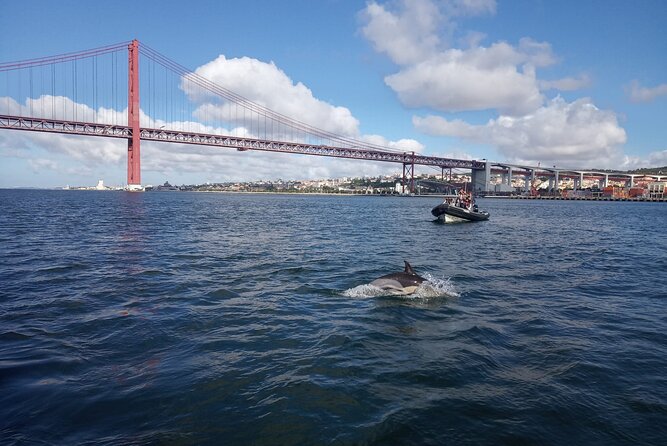 Lisbon: Dolphin Watching with a Marine Biologist - Ocean Safari - The RIB ride, cold wind, and motion sickness