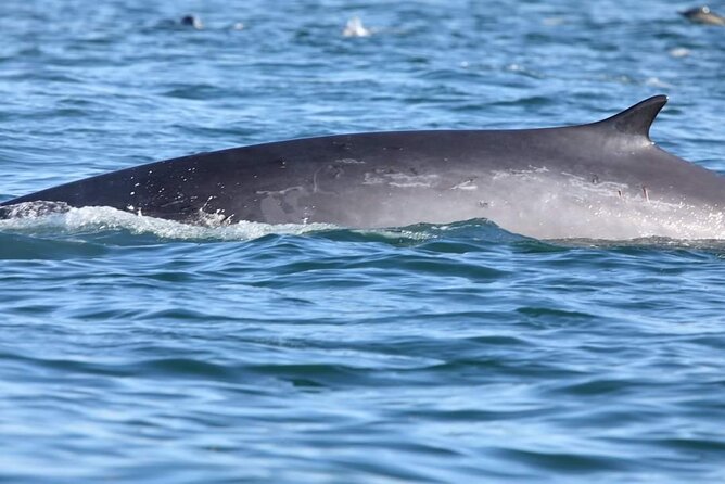Lisbon: Dolphin Watching with a Marine Biologist - Ocean Safari - Who should book this experience?