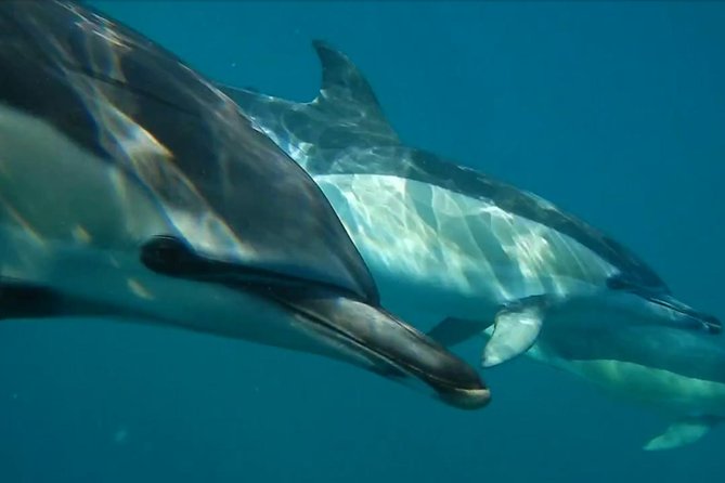 Lisbon: Dolphin Watching with a Marine Biologist - Ocean Safari - Stop two: Farol do Bugio and the Atlantic search