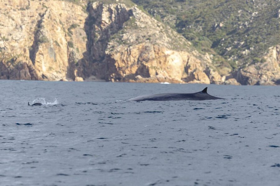Lisbon: Dolphin Watching with Marine Biologist - Is $76 good value?