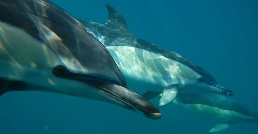 Lisbon: Dolphin Watching with Marine Biologist - Why this Lisbon dolphin trip is different
