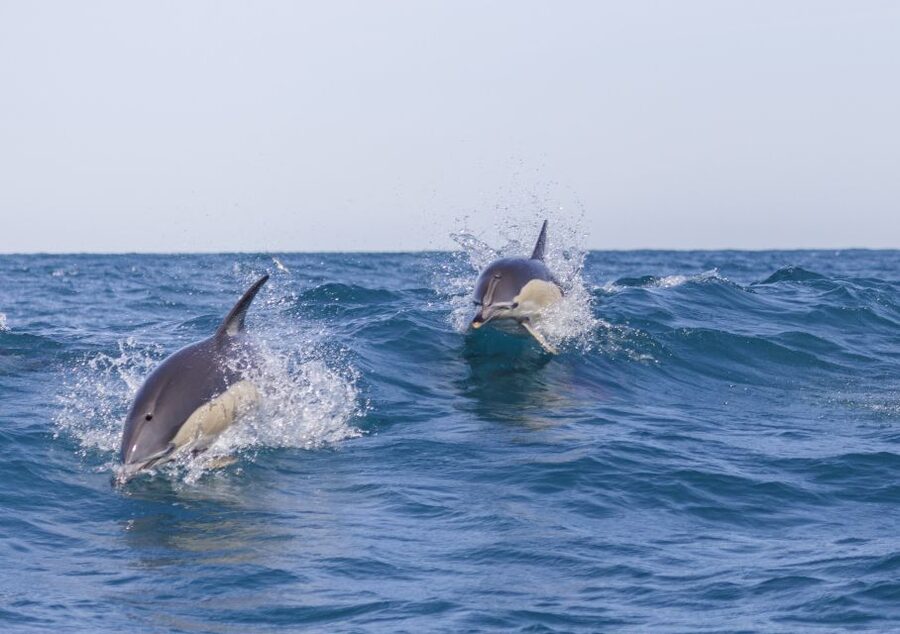 Lisbon: Dolphin Watching with Marine Biologist - The ride from the Tagus toward the Atlantic