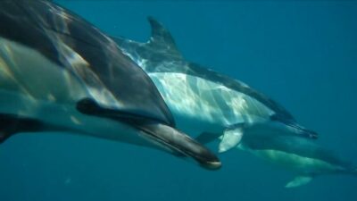 Dolphin Watching with Marine Biologist