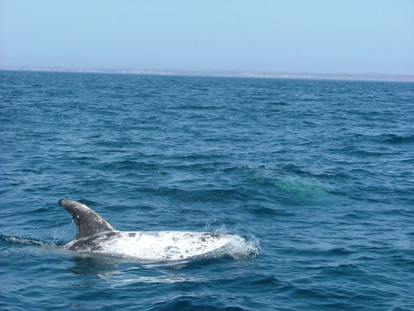 Lisbon: Dolphin Watching with Marine Biologist - What you might see in the Atlantic