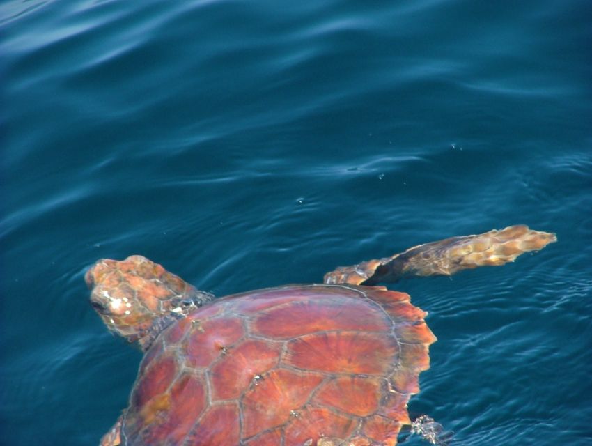 Lisbon: Dolphin Watching with Marine Biologist - A wildlife-friendly way to watch dolphins