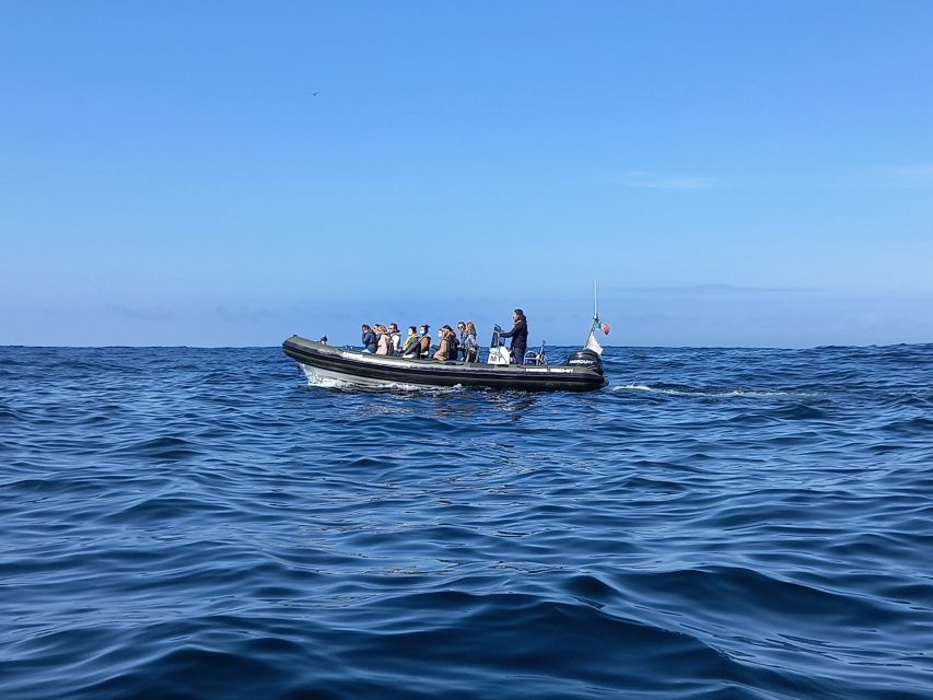 Lisbon: Dolphin Watching with Marine Biologist - The speedboat itself: thrilling but not gentle