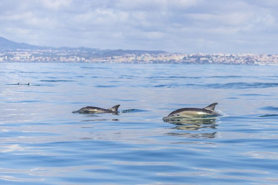 Lisbon: Dolphin Watching with Marine Biologist - The return past Belém’s monuments