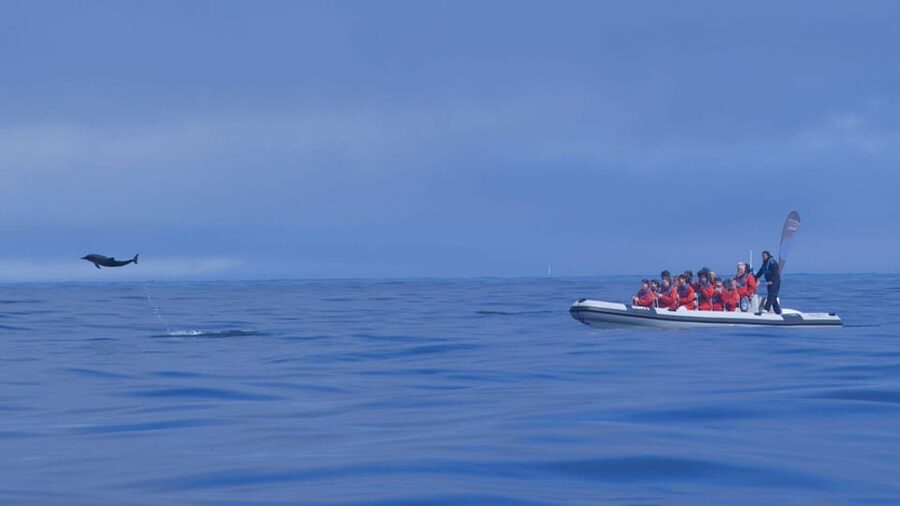 Lisbon: Dolphin Watching with Marine Biologist - Small Group - Is $61 a fair price?