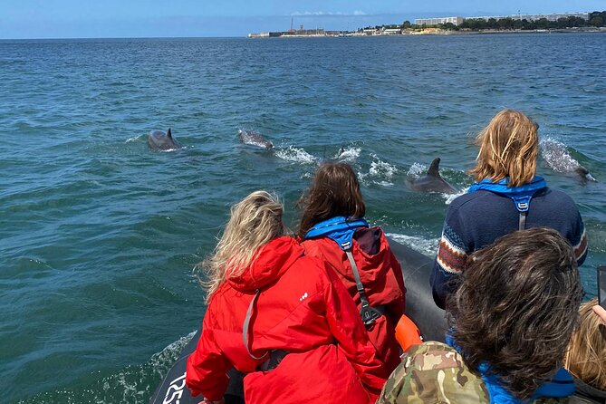 Lisbon: Dolphin Watching with Marine Biologist – Small Group - Searching for dolphins in the Tagus and ocean