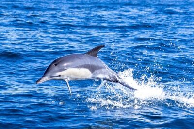 Dolphin Watching with Marine Biologist – Small Group
