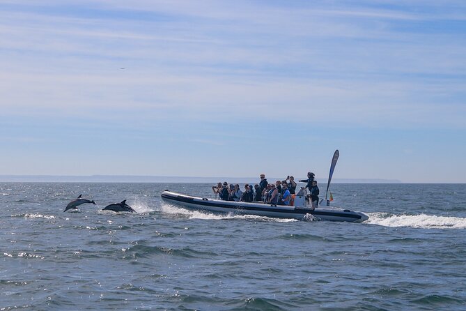 Lisbon: Dolphin Watching with Marine Biologist – Small Group - What the speedboat ride feels like