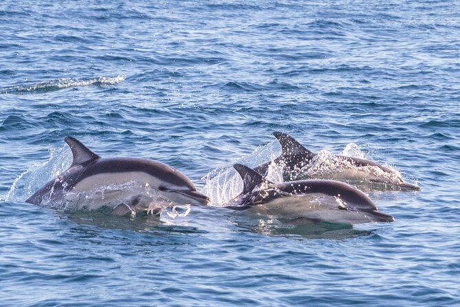 Lisbon: Dolphin Watching with Marine Biologist – Small Group - The marine biologist makes the difference