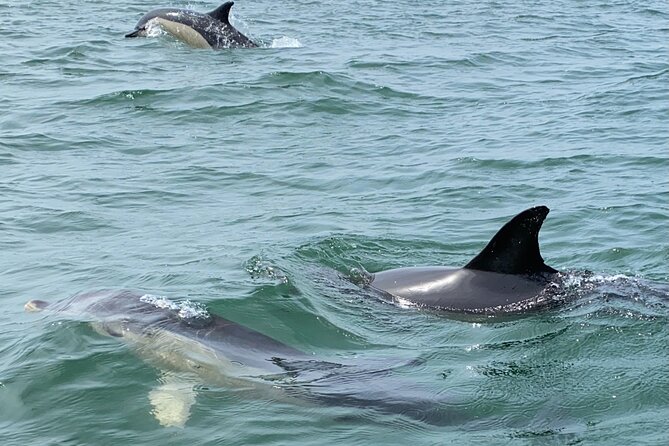 Lisbon: Dolphin Watching with Marine Biologist – Small Group - Is $78.61 good value?