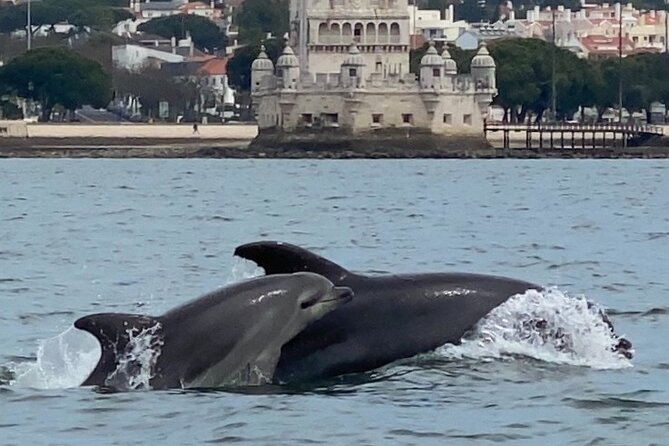 Lisbon: Dolphin Watching with Marine Biologist – Small Group - Who should choose this tour?