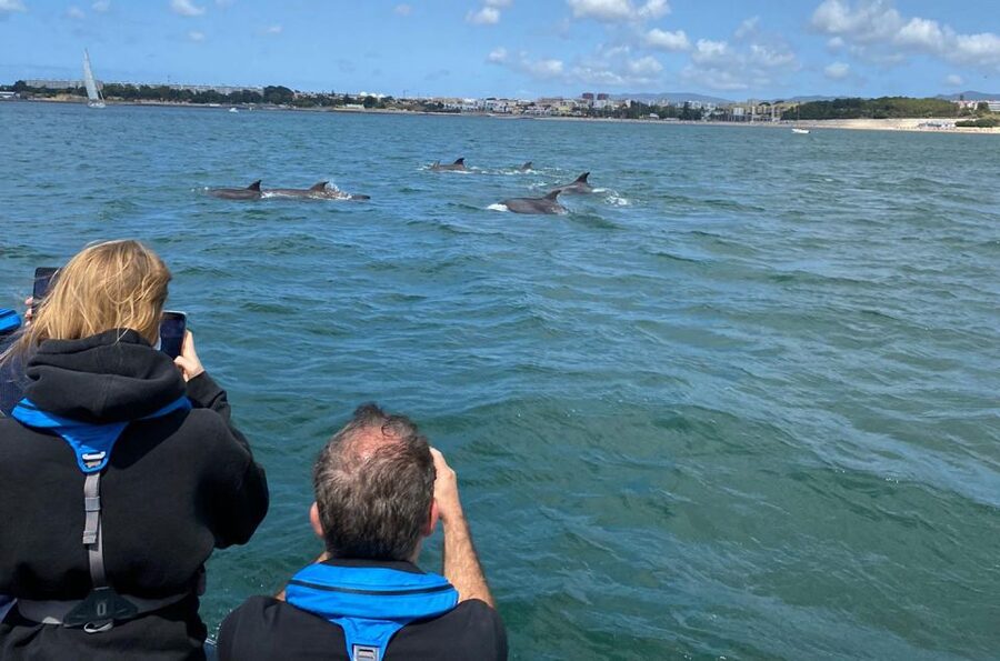 Lisbon: Dolphin Watching with Marine Biologist - Small Group - The Oceanic Lounge after the tour