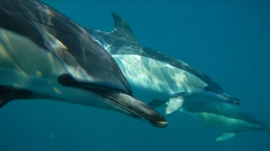 Lisbon: Dolphin Watching with Marine Biologist - Setting off from Doca de Santo Amaro