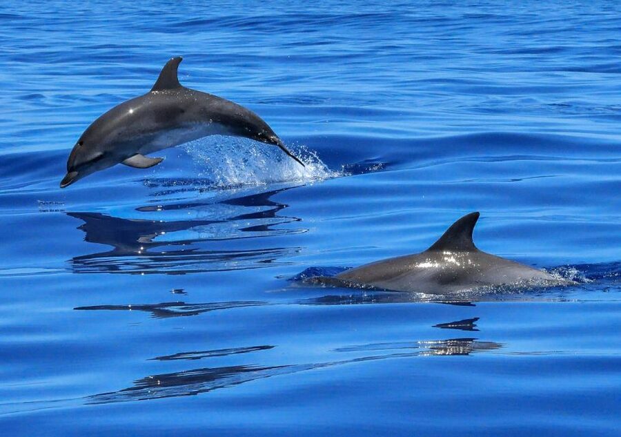 Lisbon: Tagus River Cruise to the Ocean & Dolphin Watching - From Estação Fluvial Sul e Sueste into open water