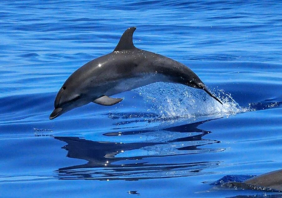 Lisbon: Tagus River Cruise to the Ocean & Dolphin Watching - Fort of São Lourenço do Bugio and the river mouth