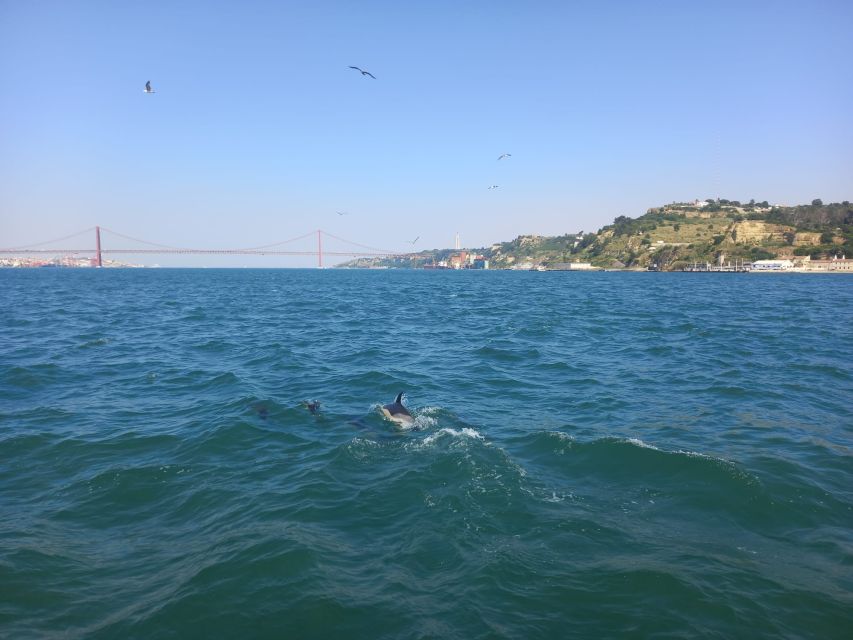 Lisbon: Tagus River Cruise to the Ocean & Dolphin Watching - The dolphin search: what you can realistically expect