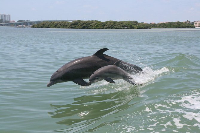 Little Toot Dolphin Adventure at Clearwater Beach - Quick Points Before You Book