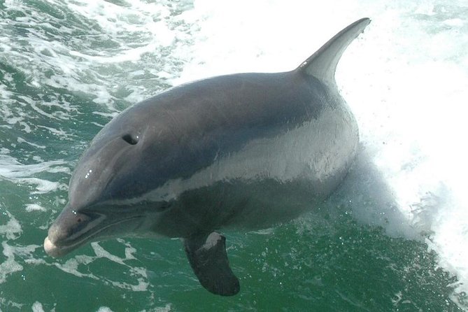 Little Toot Dolphin Adventure at Clearwater Beach - Price, Value, and What You Are Really Paying For