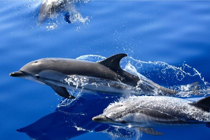 Lobos Island - The dolphin route - The morning pickup and ride to Puerto del Carmen
