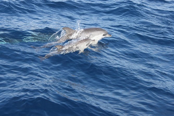 Lobos Island - The dolphin route - Who will enjoy this tour most?