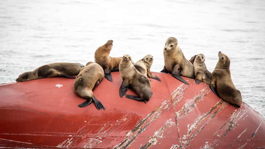 Long Beach: Whale and Dolphin Watching Cruise - Finding whales in the Pacific