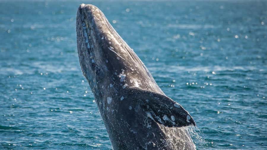 Long Beach: Whale and Dolphin Watching Cruise - Why the naturalist matters
