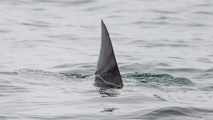 Long Beach: Whale and Dolphin Watching Cruise - Who should book this cruise?