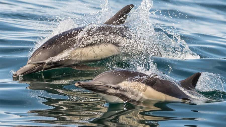 Long Beach: Whale and Dolphin Watching Cruise - Should you book the Long Beach whale cruise?