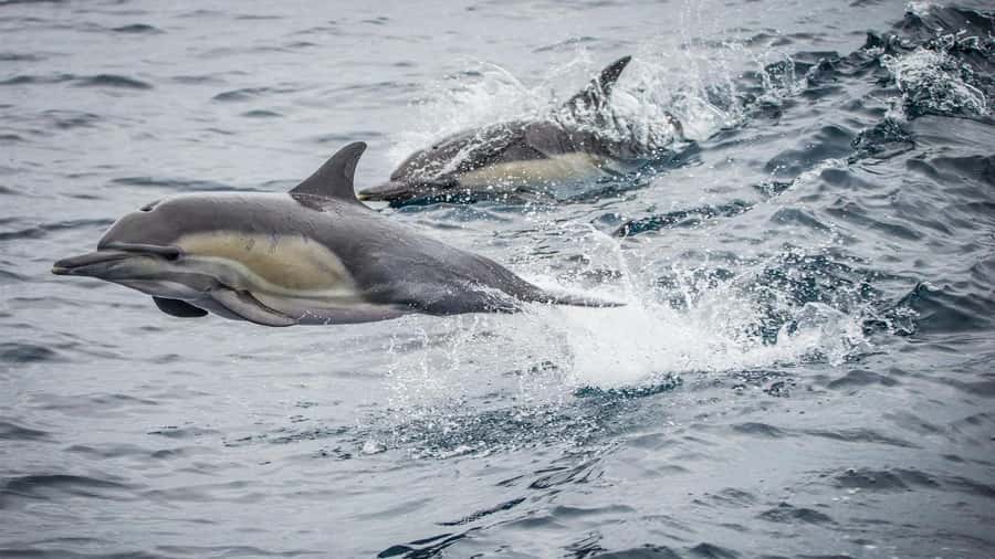 Long Beach: Whale and Dolphin Watching Cruise - The harbor departure and Long Beach views