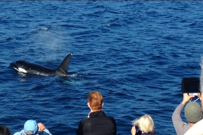 Los Angeles Whale and Dolphin Watching Cruise from West Harbor - Reaching the lighthouse and breakwater