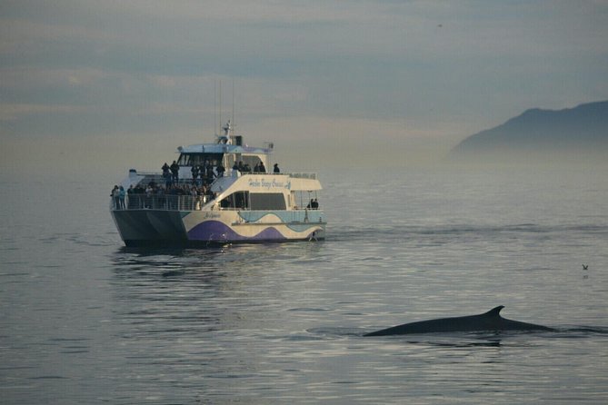 Los Angeles Whale and Dolphin Watching Cruise from West Harbor - Why the custom catamarans matter