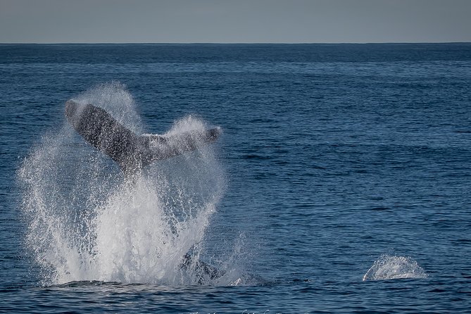 Los Angeles Whale and Dolphin Watching Cruise from West Harbor - The educational side of the cruise
