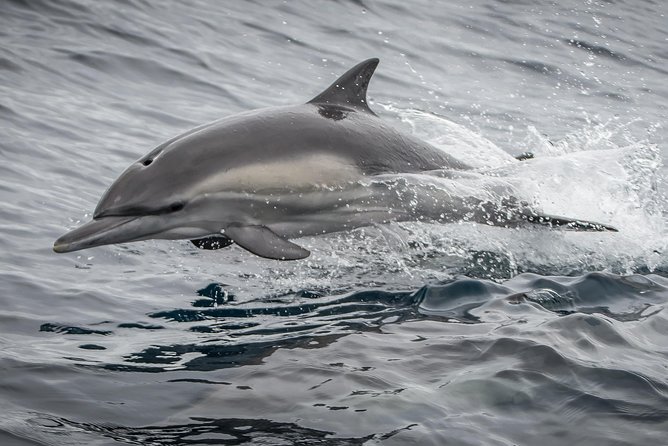 Los Angeles Whale and Dolphin Watching Cruise from West Harbor - Is $45 good value?