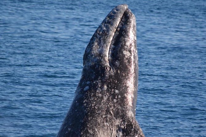 Los Angeles Whale and Dolphin Watching Cruise from West Harbor - West Harbor, the fish market, and the city view
