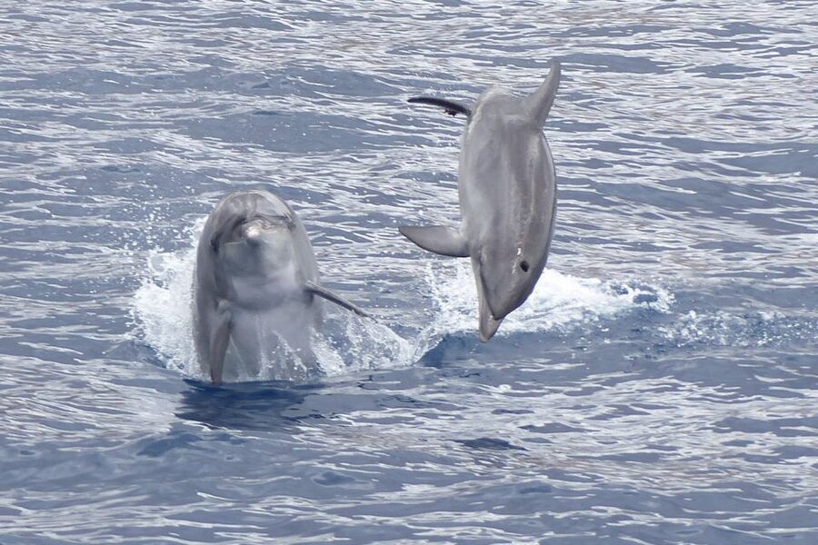 Los Cristianos Respectful No-Chase Whale and Dolphin Safari - The important points at a glance
