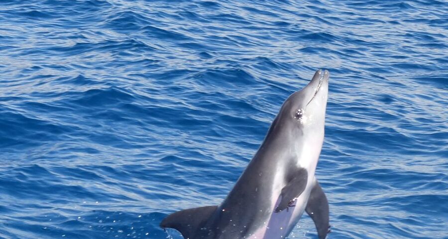 Los Cristianos Respectful No-Chase Whale and Dolphin Safari - Leaving Puerto Los Cristianos by sailing ketch