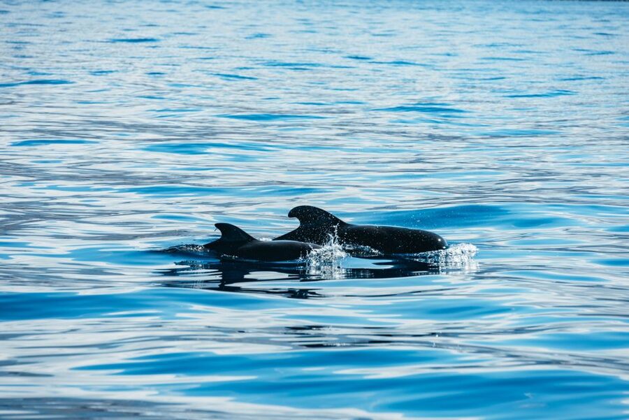 Los Cristianos Respectful No-Chase Whale and Dolphin Safari - A two-hour itinerary with little wasted time