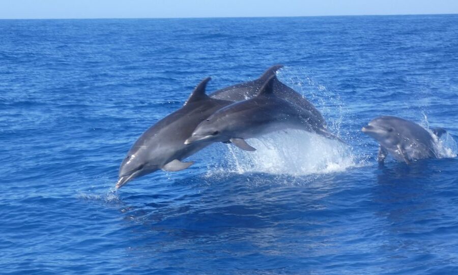 Los Cristianos Respectful No-Chase Whale and Dolphin Safari - The guides and the multilingual commentary